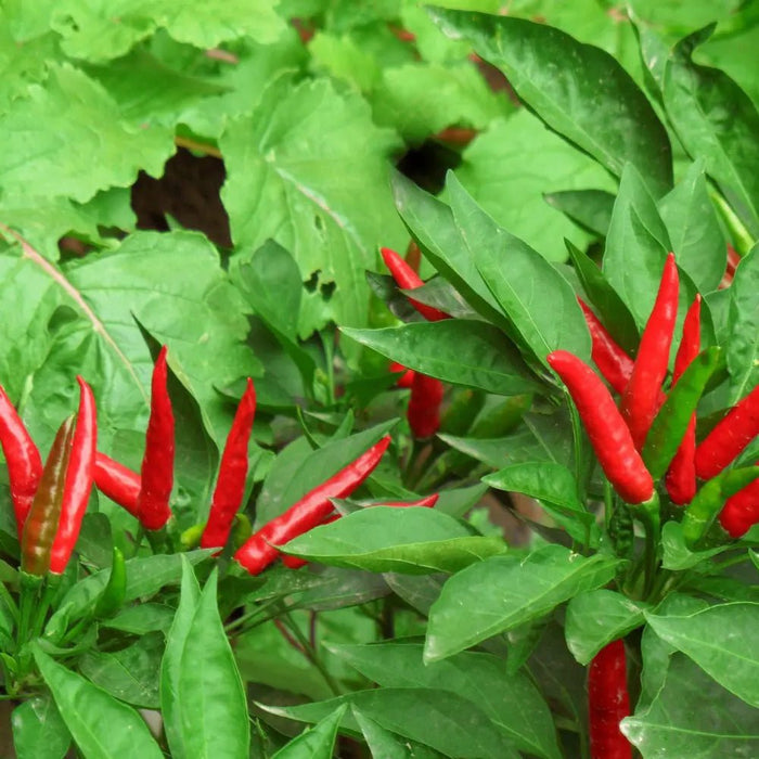 Bird’s Eye Chili Seeds - Verdseeds