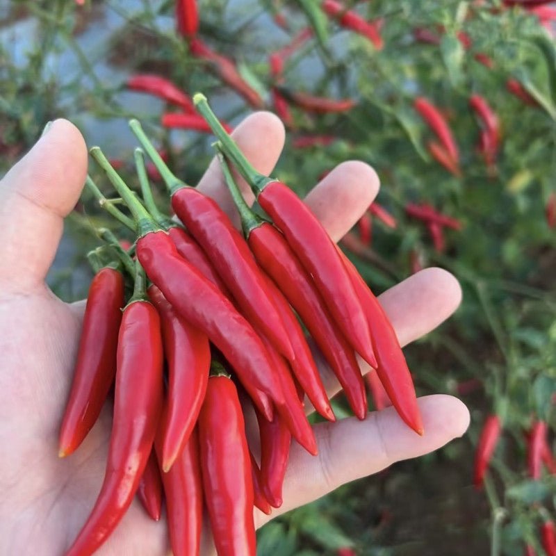 Bird's Eye Chili Seeds - Verdseeds