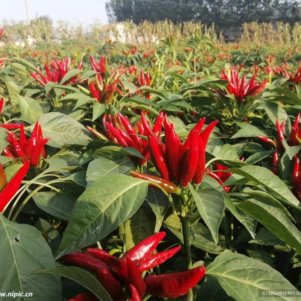 Bird’s Eye Chili Seeds - Verdseeds