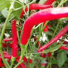 Bird’s Eye Chili Seeds - Verdseeds