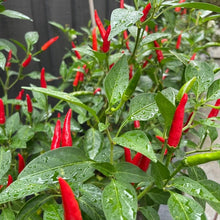Bird's Eye Chili Seeds - Verdseeds
