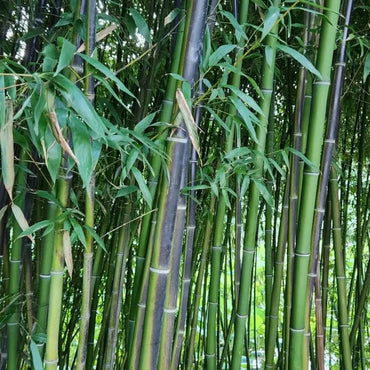 Black Bamboo Seeds - Verdseeds