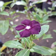 Black Catharanthus roseus (Madagascar Periwinkle) Seeds - Verdseeds