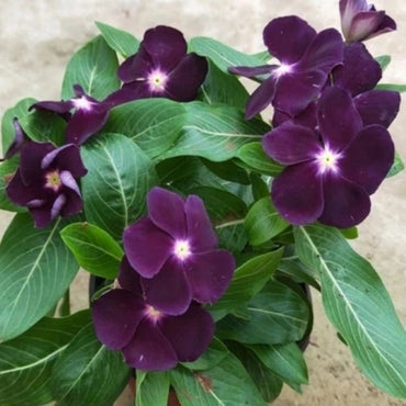 Black Catharanthus roseus (Madagascar Periwinkle) Seeds - Verdseeds