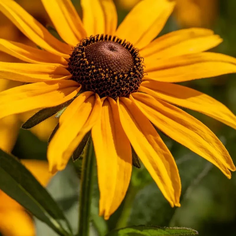 Black - eyed Susan Seeds - Verdseeds