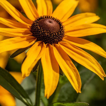 Black - eyed Susan Seeds - Verdseeds