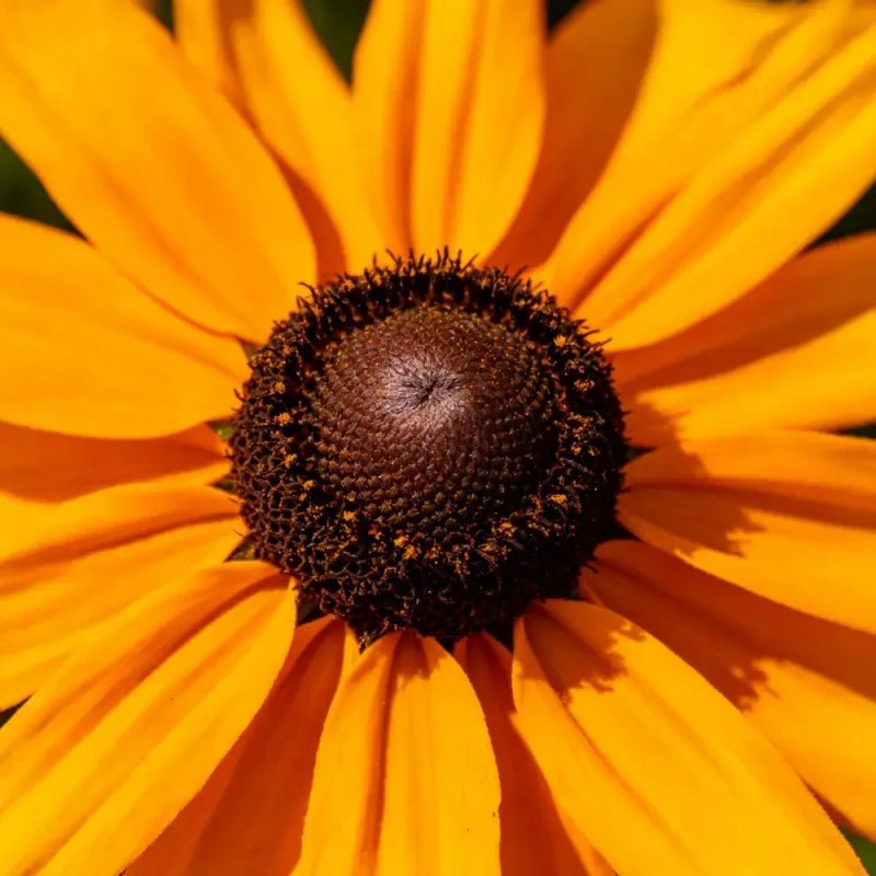 Black - eyed Susan Seeds - Verdseeds
