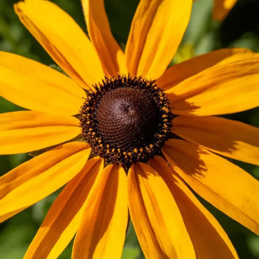 Black - eyed Susan Seeds - Verdseeds