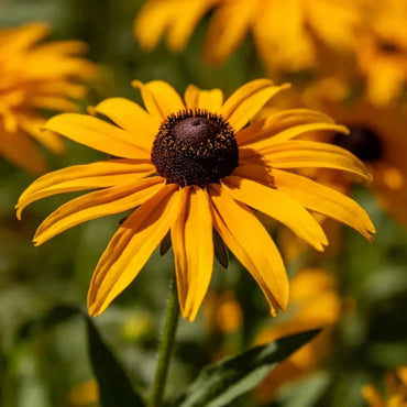 Black - eyed Susan Seeds - Verdseeds