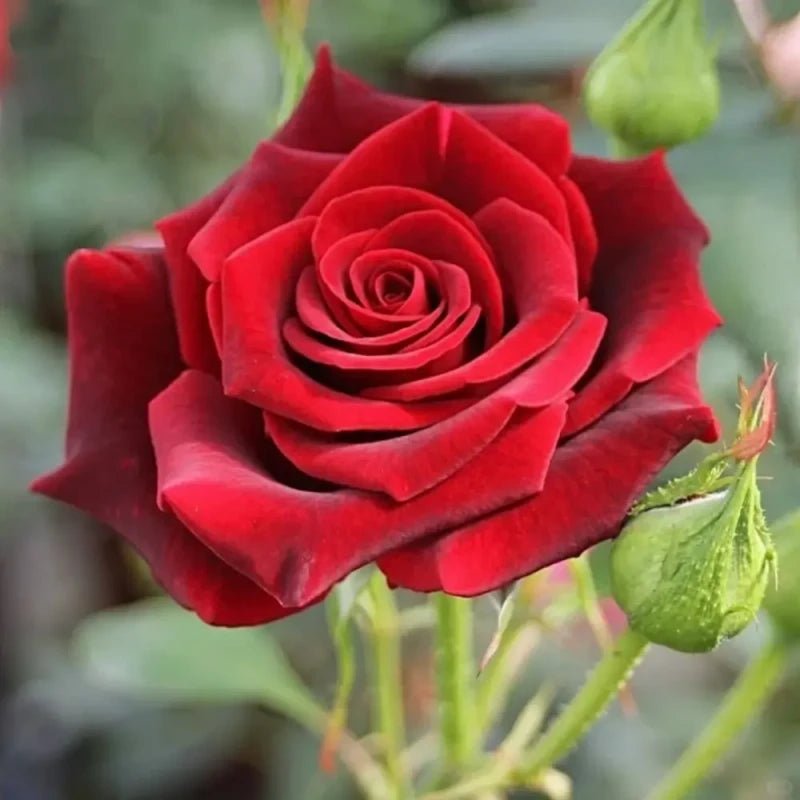 Black Magic Garden Rose Seeds - Verdseeds