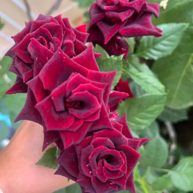 Black Magic Garden Rose Seeds - Verdseeds