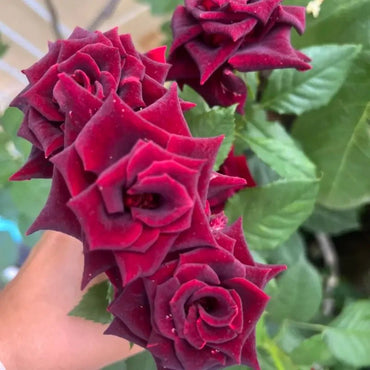 Black Magic Garden Rose Seeds - Verdseeds