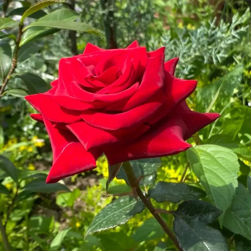 Black Magic Garden Rose Seeds - Verdseeds