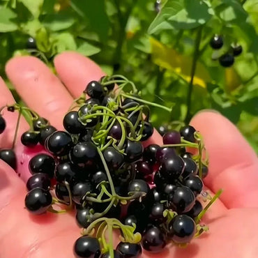 Black Nightshade Seeds - Verdseeds