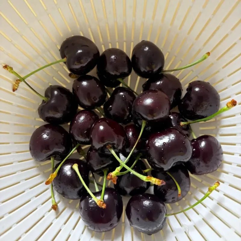 Black Pearl Sweet Cherry Seeds - Verdseeds
