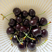 Black Pearl Sweet Cherry Seeds - Verdseeds