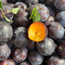 Black Plum Seeds - Verdseeds