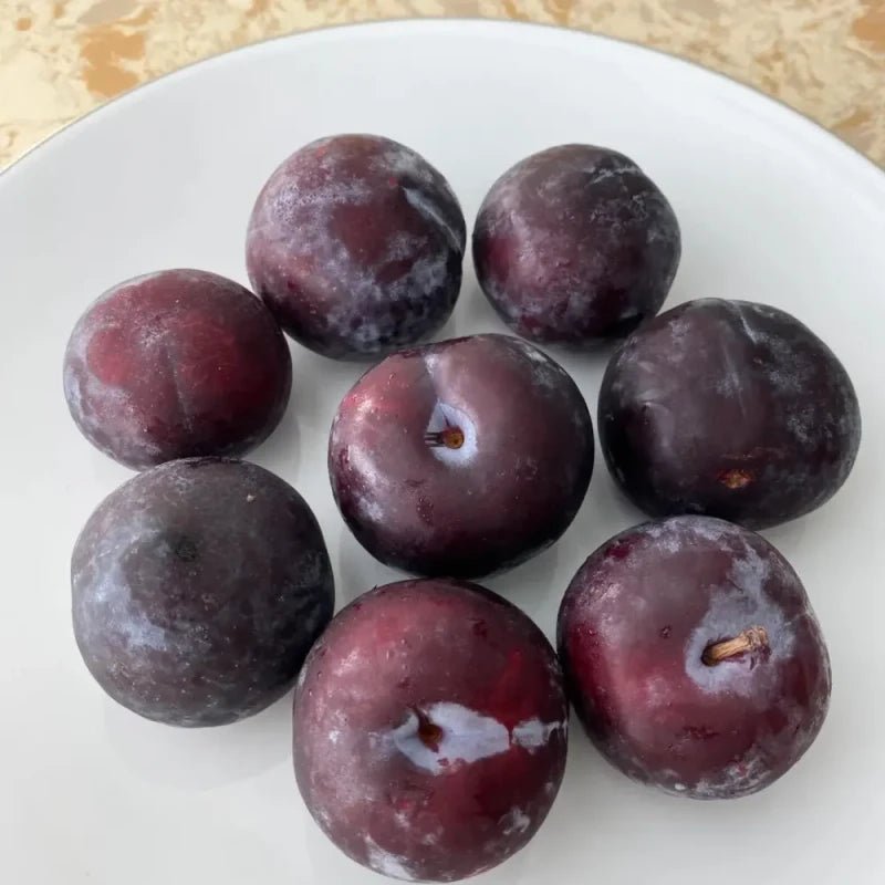 Black Plum Seeds - Verdseeds