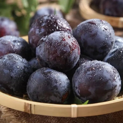 Black Plum Seeds - Verdseeds
