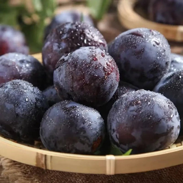 Black Plum Seeds - Verdseeds