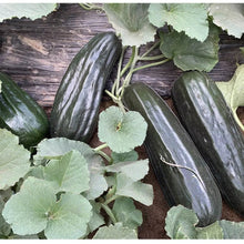 Black Ribbed Melon Seeds - Verdseeds
