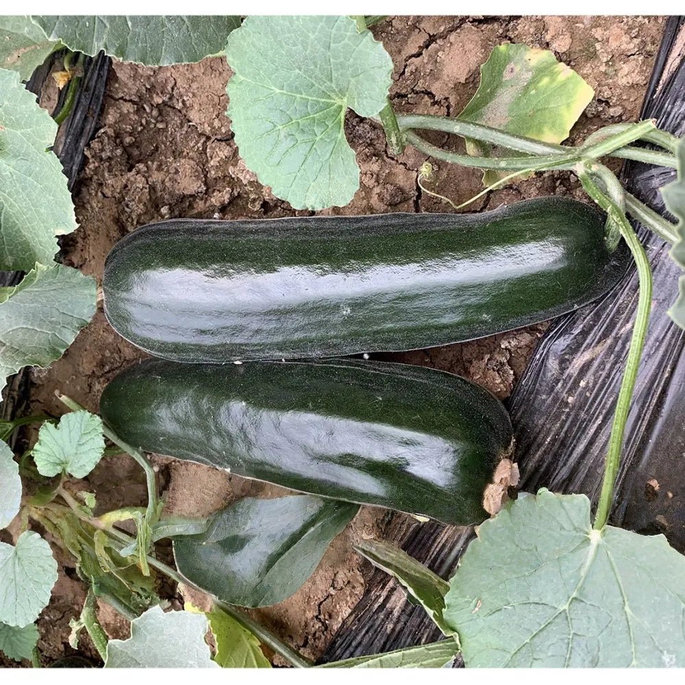 Black Ribbed Melon Seeds - Verdseeds