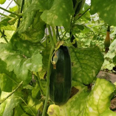Black Ribbed Melon Seeds - Verdseeds