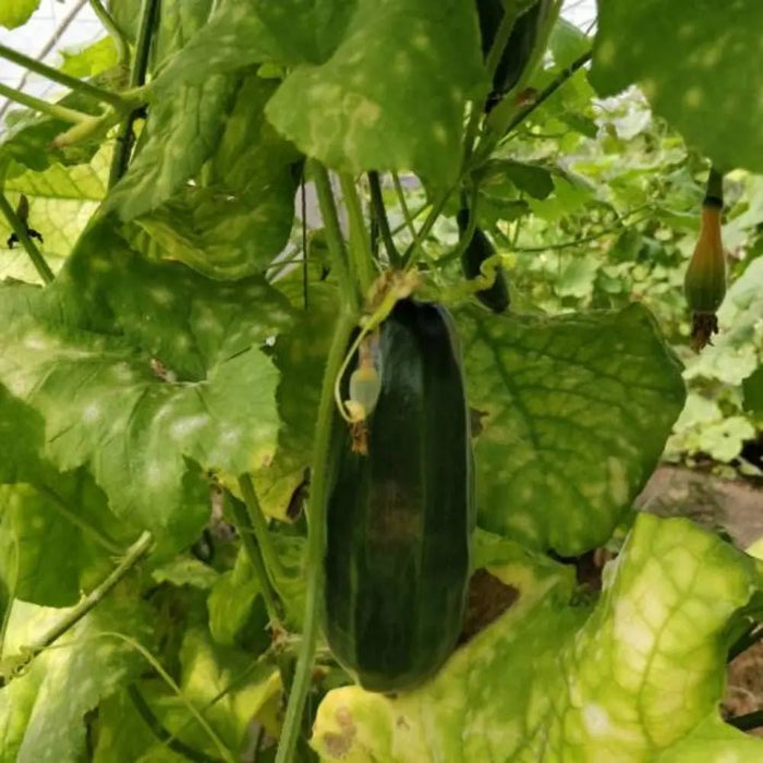 Black Ribbed Melon Seeds - Verdseeds