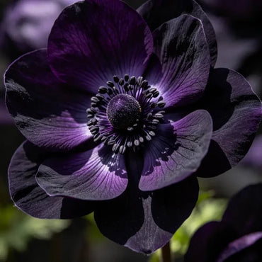 Black Scabiosa Seeds - Verdseeds