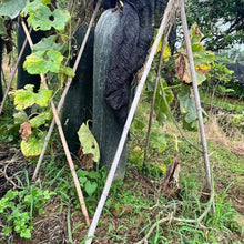 Black Skin Winter Melon Seeds - Verdseeds