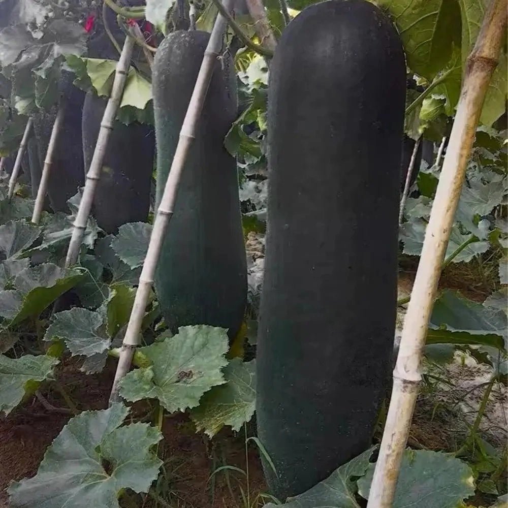 Black Skin Winter Melon Seeds - Verdseeds