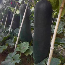 Black Skin Winter Melon Seeds - Verdseeds
