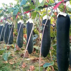 Black Skin Winter Melon Seeds - Verdseeds