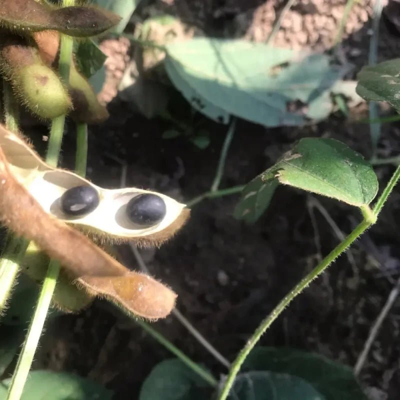 Black Soybean Seeds - Verdseeds