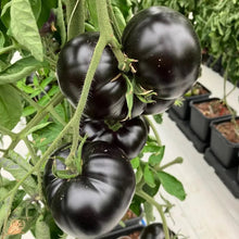Black Tomato Seeds - Verdseeds