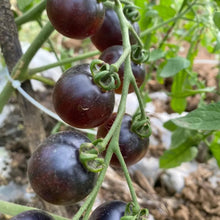 Black Tomato Seeds - Verdseeds