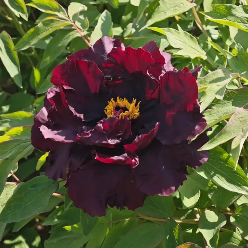 Black Tree Peony Seeds - Verdseeds