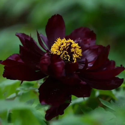Black Tree Peony Seeds - Verdseeds