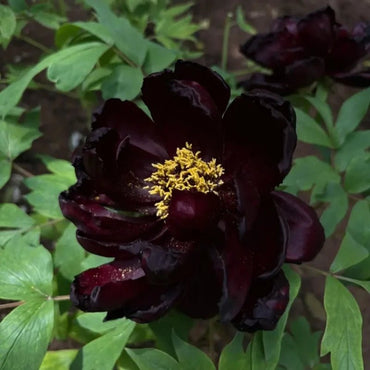 Black Tree Peony Seeds - Verdseeds