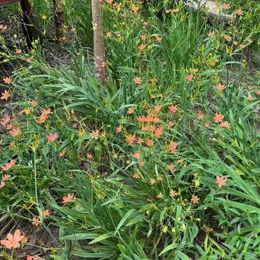 Blackberry Lily Seeds - Verdseeds