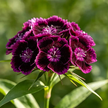 Blackish Purple Bearded Pink Seeds - Verdseeds