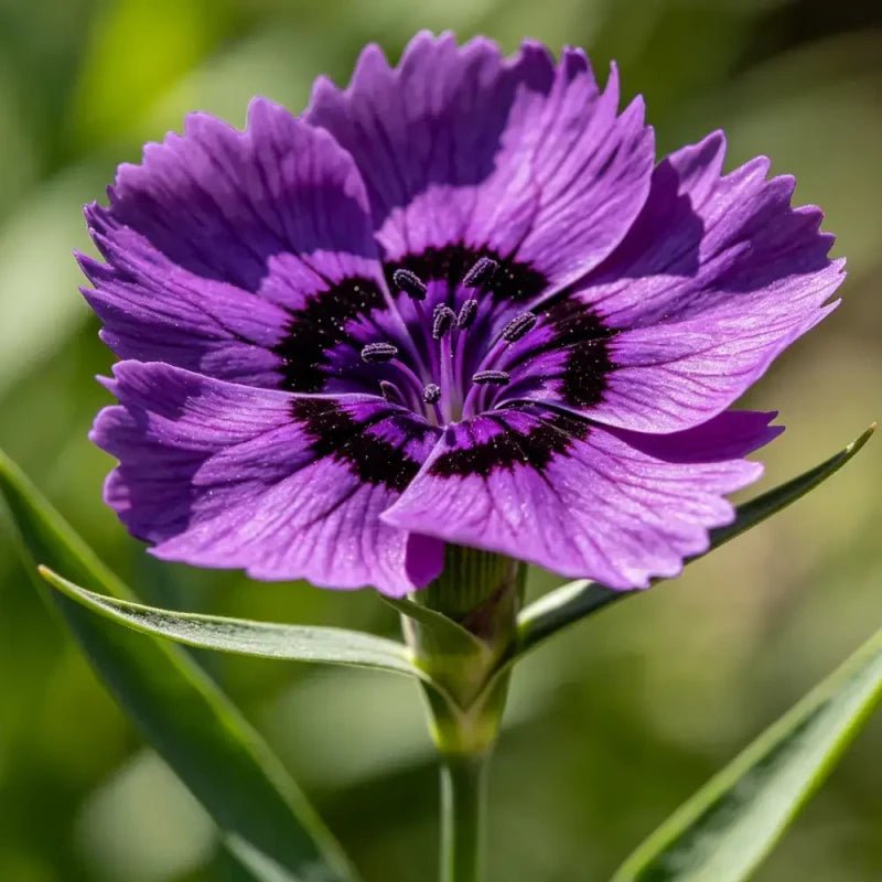 Blackish Purple Bearded Pink Seeds - Verdseeds