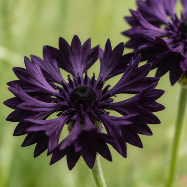 Blackish Purple Cornflower Seeds - Verdseeds