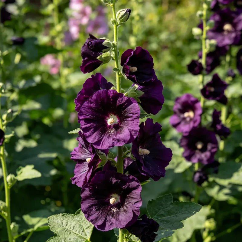 Blackish purple Hollyhock Seeds - Verdseeds