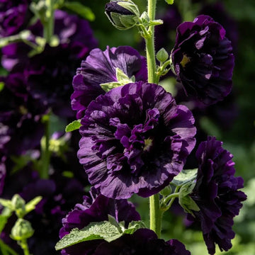 Hollyhock