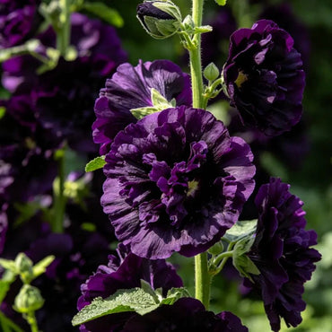 Blackish purple Hollyhock Seeds - Verdseeds