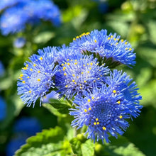 Blue Ageratum Seeds - Verdseeds