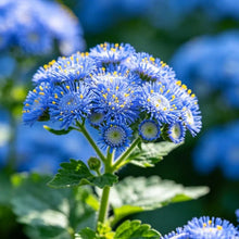 Blue Ageratum Seeds - Verdseeds