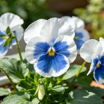 Blue and White Wings Pansy Seeds - Verdseeds