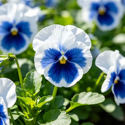 Blue and White Wings Pansy Seeds - Verdseeds